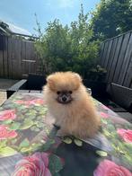 Pomeriaan, Dieren en Toebehoren, Honden | Poolhonden, Keeshonden en Oertypen, Keeshond, CDV (hondenziekte), 8 tot 15 weken, Teef