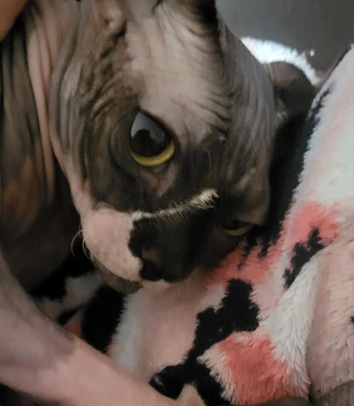 Sphynx jong vrouwtje, Dieren en Toebehoren, Katten en Kittens | Raskatten | Korthaar, Poes