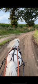 Mentuig shetlander, Dieren en Toebehoren, Ophalen of Verzenden, Gebruikt, Overige soorten