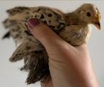 sabelpoot kriel hen sabelpootkriel citroen porselein, Vrouwelijk, Wildzangvogel