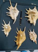 Schelpen (Oliva, cyprea e.a.), Ophalen of Verzenden, Schelp(en)