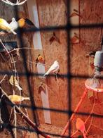 Kanaries, Dieren en Toebehoren, Vogels | Kanaries