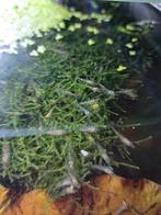 " Japonica's " mini, max 2cm per 20 st, Kreeft, Krab of Garnaal, Schoolvis