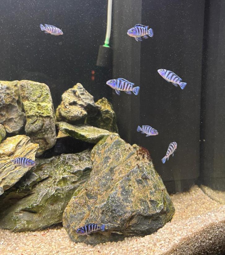 Malawi Cichliden los of in een koop, Dieren en Toebehoren, Vissen | Aquariumvissen, Vis