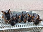 Black and tan konijnen 2025, Dieren en Toebehoren, Konijnen, Meerdere dieren, Middelgroot, 0 tot 2 jaar