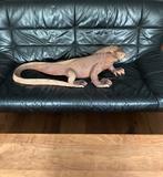 Komodo Varaan houtsnijwerk, Ophalen