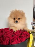 Bearface pomeranian Boo bear teacup pup mini bear pomeriaan, Dieren en Toebehoren, Nederland, Rabiës (hondsdolheid), 8 tot 15 weken