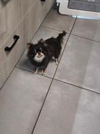 Blauw Chihuahua teefje, Dieren en Toebehoren, België, Particulier, 1 tot 2 jaar, Eén hond