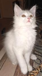 Nog 1 mooie pluizige MC katertje, Dieren en Toebehoren, Katten en Kittens | Raskatten | Langhaar, Meerdere dieren, Ontwormd, 0 tot 2 jaar