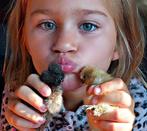 Schattige Zijdehoender Kriel Hen Kuikens!, Dieren en Toebehoren, Pluimvee, Vrouwelijk, Kip