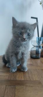 100% Brits Korthaar Kitten nog 2 kittens & Kater & Poes, Meerdere dieren, Ontwormd, 0 tot 2 jaar