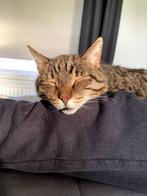 Fijn huisje gezocht, Dieren en Toebehoren, Katten en Kittens | Overige Katten, Kater, Kortharig, 6 jaar of ouder