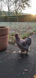 USA Zijdehoender haantje, Dieren en Toebehoren, Mannelijk, Kip