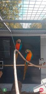 Te koop koppel harlekijn ara,s, Dieren en Toebehoren, Meerdere dieren, Papegaai
