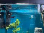 Babygupjes, Dieren en Toebehoren, Vis, Zoetwatervis