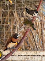 Koppel bruinborst rietvinken, Dieren en Toebehoren, Vogels | Overige Vogels, Meerdere dieren, Tropenvogel, Geringd