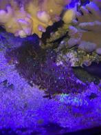 Verschillende stukken groene ster poliep, Overige typen, Zoutwatervis