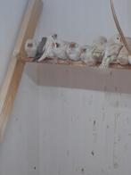 Zebravinken en diamantduifjes, Dieren en Toebehoren, Vogels | Overige Vogels, Mannelijk, Geringd