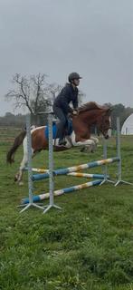 Lieve, grote C pony, ruin van 7 jaar, Dieren en Toebehoren, Pony's, Ruin, C pony (1.27m tot 1.37m), 7 tot 10 jaar