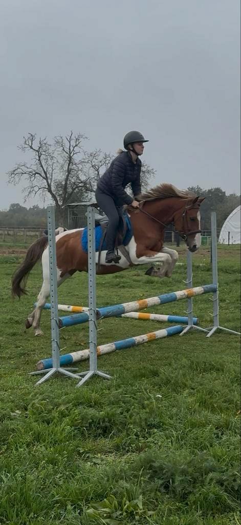 Lieve, grote C pony, ruin van 7 jaar, Dieren en Toebehoren, Pony's, Ruin, C pony (1.27m tot 1.37m), 7 tot 10 jaar