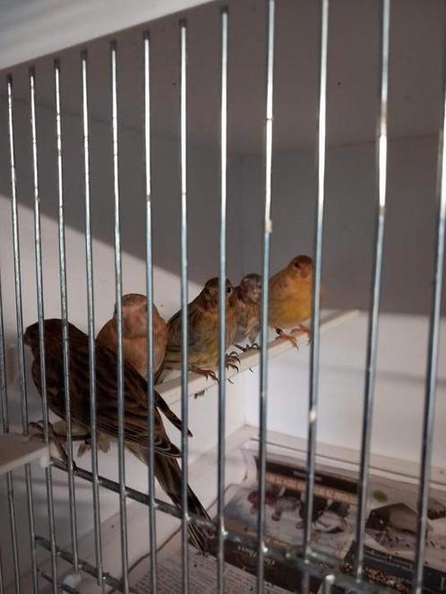Jonge Timborados kanaries, Dieren en Toebehoren, Vogels | Kanaries, Zangkanarie, Meerdere dieren