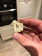 Fossiele haaientand uit Regio Doornik, België, Verzamelen, Mineralen en Fossielen, Ophalen of Verzenden, Fossiel