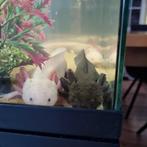 Axolotls, Overige typen, Zoetwatervis