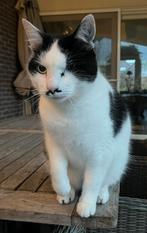 Oppas gezocht voor onze lieve kat Kees (november – maart), Dieren en Toebehoren, Katten en Kittens | Overige Katten