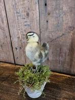 opgezet eendje ``WOONWINKEL RUSTIEK``, Ophalen of Verzenden, Nieuw, Vogel, Opgezet dier