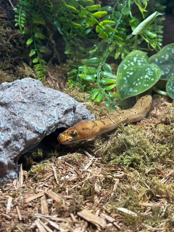 Pinstripe clown het desert ghost ball python + terrarium Ball Python - female for sale from Sharon