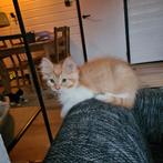 Maine Coon x Ragdoll kittens, Meerdere dieren, Gechipt, 0 tot 2 jaar