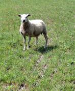 Mooie ooi, Dieren en Toebehoren, Vrouwelijk, Schaap