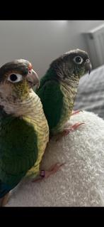 Twee pyrrhura’s (koppel) incl kooi - enkel samen weg, Dieren en Toebehoren, Meerdere dieren, Parkiet, Geringd