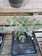 Ooievaarsbek geranium roze bodembedekker vaste plant, Tuin en Terras, Ophalen, Zomer, Bodembedekkers, Halfschaduw