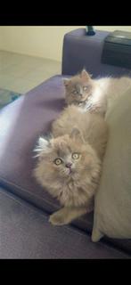 Brits langhaar 1 poes en 1 kater, Dieren en Toebehoren, Katten en Kittens | Overige Katten, Meerdere dieren, Langharig, 0 tot 2 jaar
