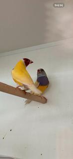 Gezocht koppels gouldamadines en 2 losse popjes, Meerdere dieren, Tropenvogel