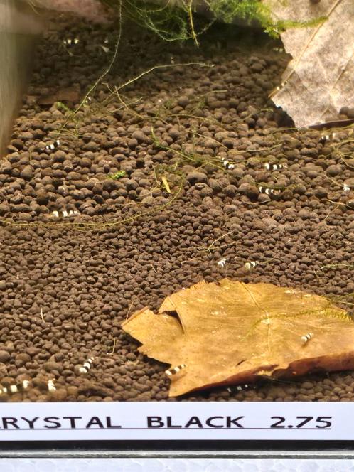 Black Crystal garnalen, Dieren en Toebehoren, Vissen | Aquariumvissen, Zoetwatervis, Kreeft, Krab of Garnaal, Schoolvis