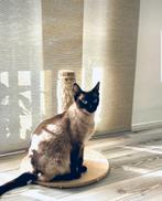 Siamees poes, Poes, Ontwormd, 3 tot 5 jaar