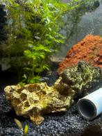 Platy jongen, Vis, Zoetwatervis, Schoolvis