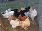 Cochin krielhennen in verschillende kleuren + evt. een haan, Dieren en Toebehoren, Pluimvee, Meerdere dieren, Kip