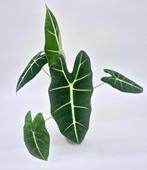 Alocasia Frydek, Ophalen of Verzenden, Overige soorten, Minder dan 100 cm