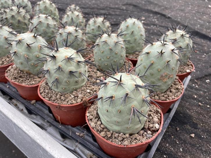 Tephrocactus Geometricus 'Diablo' 11 cm pot. Argentinie, Huis en Inrichting, Kamerplanten, Cactus, Minder dan 100 cm, Bloeiende kamerplant