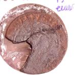 Bodemvondst Friesland: Deel 15 e eeuwse Munt West Friesland, Postzegels en Munten, Munten | Nederland, Verzenden, Vóór koninkrijk