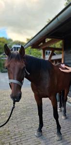 Bruine draver te koop – geschikt recreatiepaard, Dieren en Toebehoren, Paarden, Ruin, Zadelmak, Met stamboom, 11 jaar of ouder