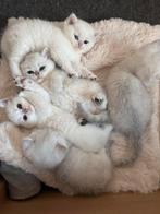 Britse Korthaar kittens – Silver Shaded & Black Silver Point, Meerdere dieren, Kortharig, 0 tot 2 jaar