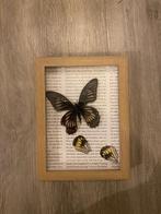 Taxidermie vlinders in lijst, Minder dan 50 cm, Nieuw, Ophalen of Verzenden, Minder dan 50 cm