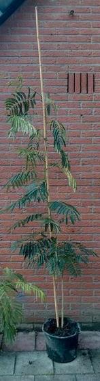 Slaapboom / Albizia 180 hoog, Ophalen, Volle zon, Overige soorten