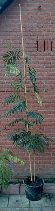 Slaapboom / Albizia 180 hoog beschikbaar voor biedingen