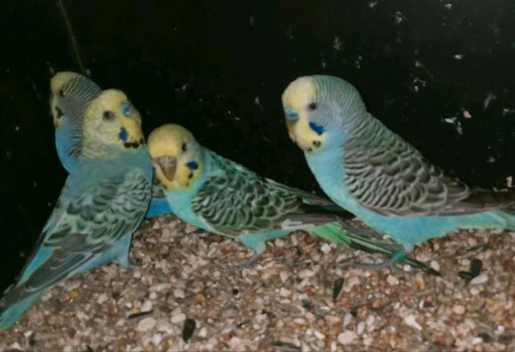 Prachtige piep jonge regenboog parkieten mannen en popjes, Dieren en Toebehoren, Vogels | Parkieten en Papegaaien, Parkiet, Meerdere dieren