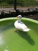 Witte Hollandse kwakers met korte snavels, Dieren en Toebehoren, Pluimvee, Meerdere dieren, Kip